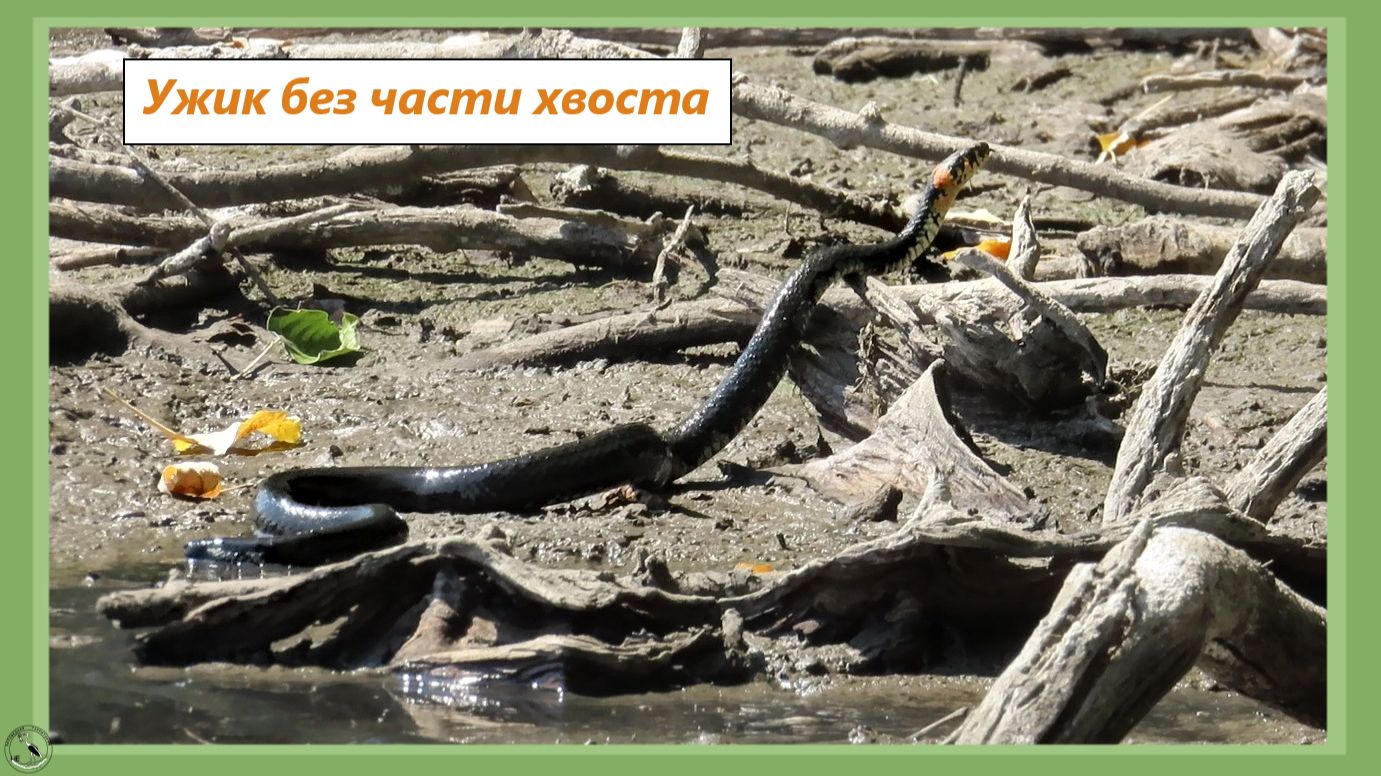 Змея без половины хвоста. Ужик встал, опираясь на ветку
