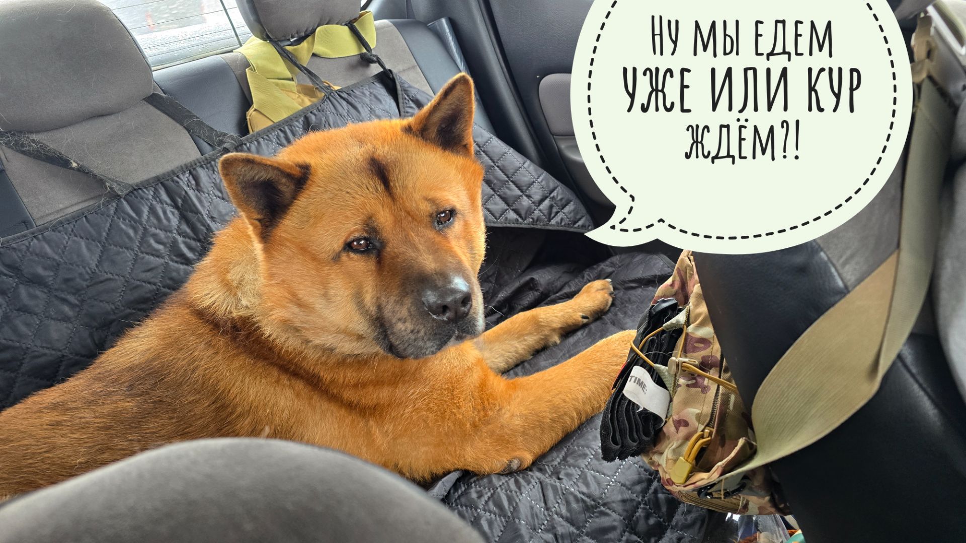 Курочка фазана бежит навстречу вкусному. Пес Кубик в третий раз отправился к ветеринару смотреть онлайн