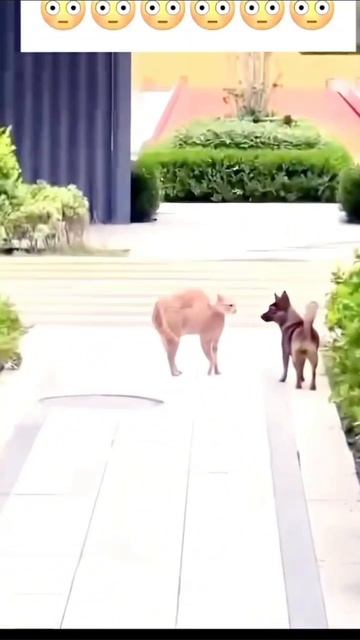 КОШКИ-ОХОТники.