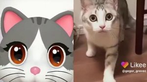 молоко поставь тут новый мем 2023