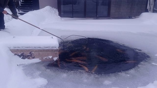 форель у Павла