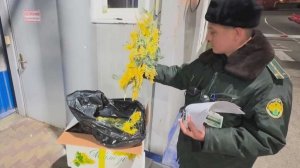 Сочинская таможня начала оформлять первые партии мимозы из Абхазии