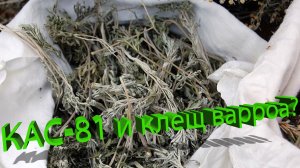 Работает ли КАС-81 от клеща? Мнение профессора Кашковского