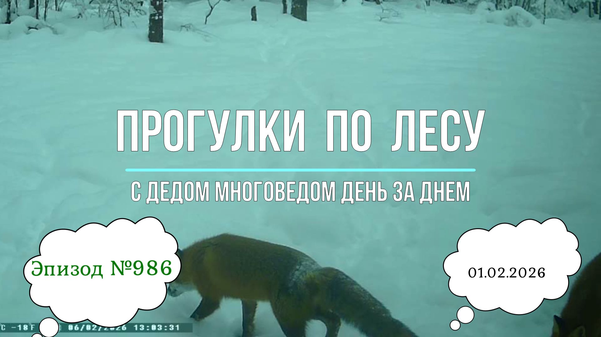 Прогулки по лесу. День за днем с дедом Многоведом. 1 февраля 2026г. Эпизод 986.
