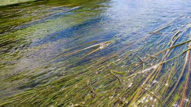 Целебные Звуки Природы // Звук Леса Шум воды для Релаксации, Сна, Медитации