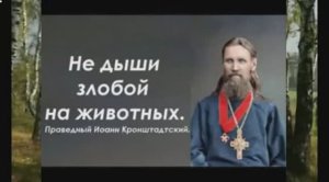 Не дыши злобой даже на животных. Праведный Иоанн Кронштадтский