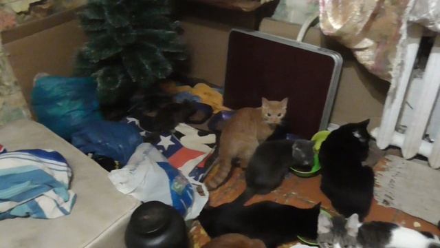 кошачий мукбанг корм сухой  kite kate