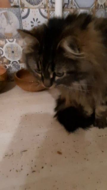 ✈️Новенькая в коллективе Натальи.  🌸Венера🌸   Молоденькая, полугодовая кошечка жила в сарае в эти