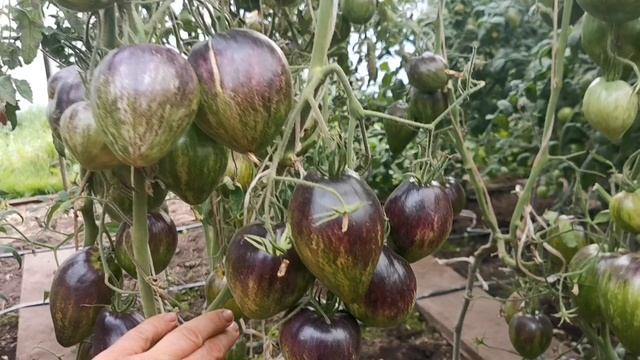 pomidom.ru Помидоры Чёрное Сердце Джи Даблъю Ар — GWR Black Hearts