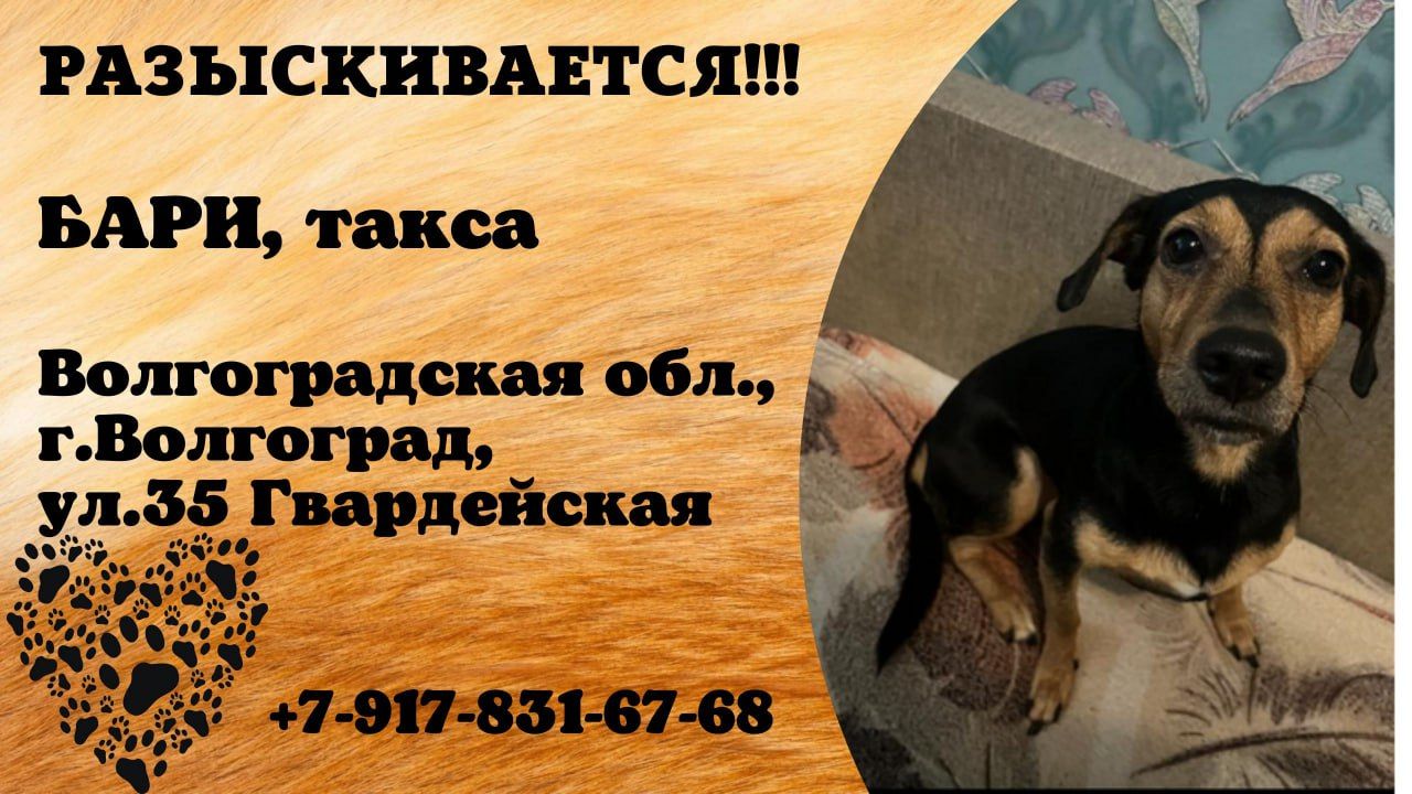 Пропала собака! БАРИ. Такса. Волгоградская обл, г.Волгоград