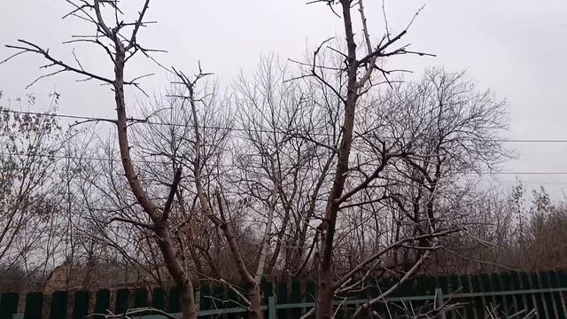 Современная система ведения вишни