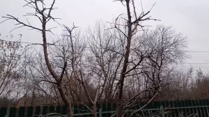 Современная система ведения вишни