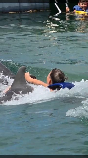 Мальчик и дельфины