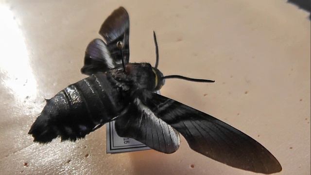 БРАЖНИКИ: 685. Sataspes tagalica