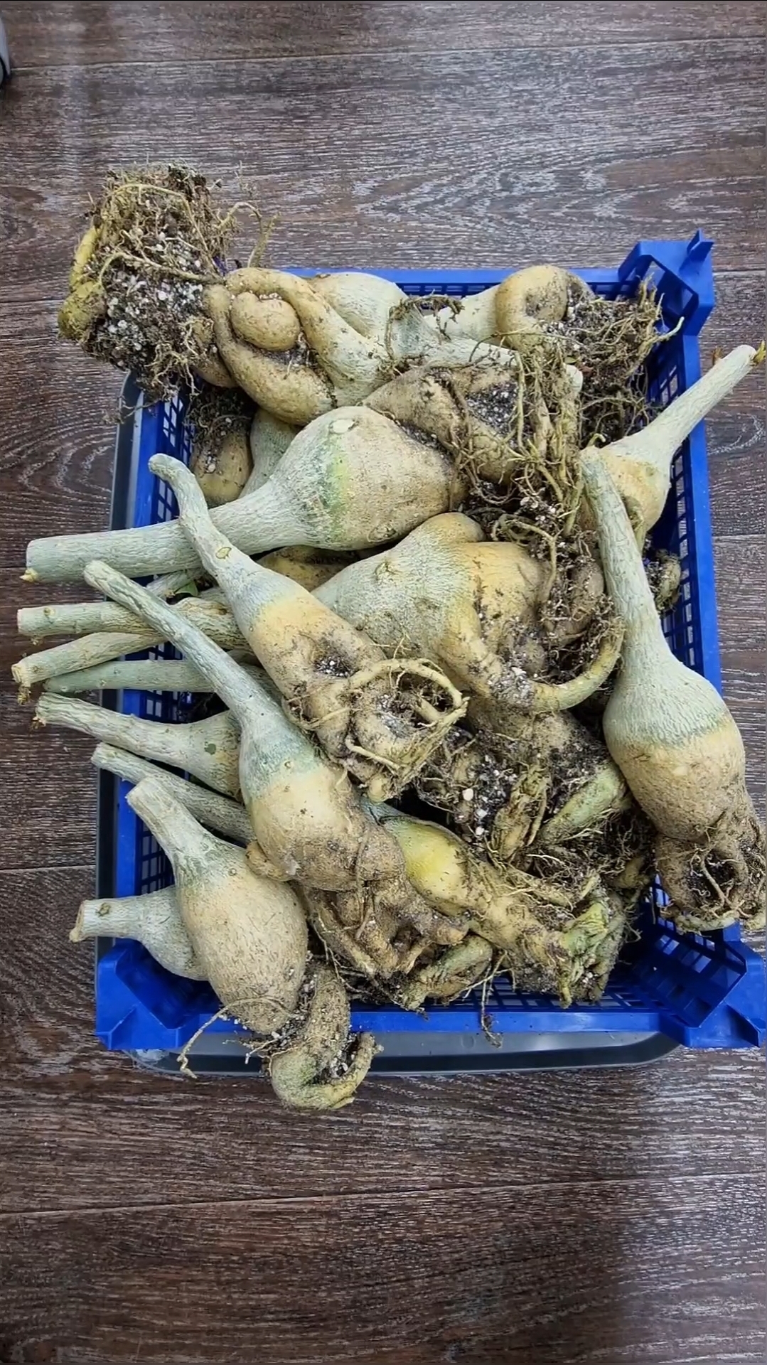 Удобный способ хранения подвоя адениума на весну! Нет необходимости поливать, ставить под лампы... смотреть онлайн