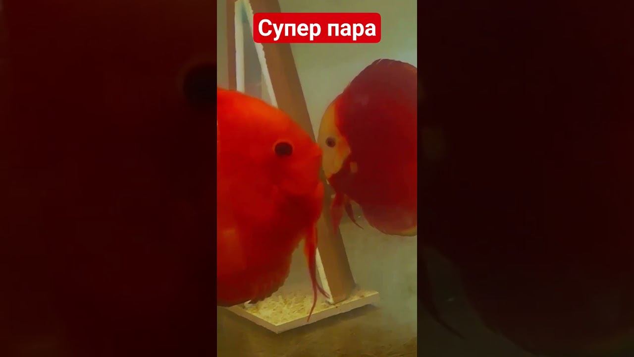 Супер пара ищет дом.