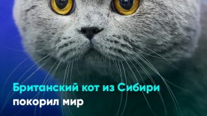 Британский кот из Сибири покорил мир