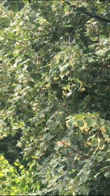 Красота природы с.Сельментаузен