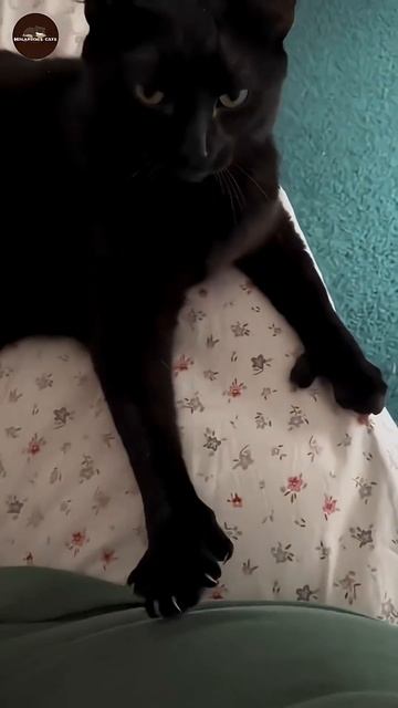 cats being cats 🤣#funnycats #catvideos #shorts #shortvideo смотреть онлайн