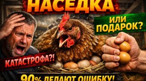 Наседка 🐔 катастрофа для хозяйства или скрытый подарок? 90% хозяев делают ЭТУ ошибку