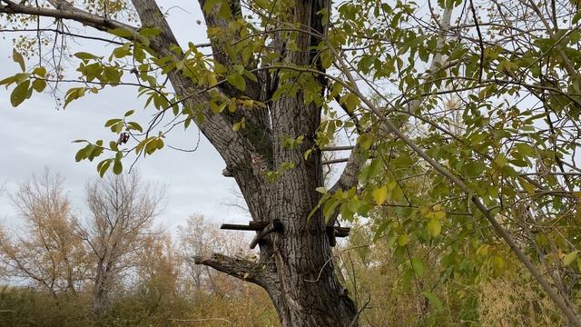 Осень. Дождик. Небольшой пруд. смотреть онлайн