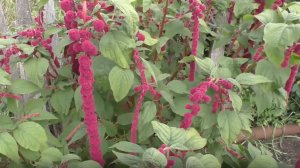 Амарант ХВОСТАТЫЙ ЛАВИНА