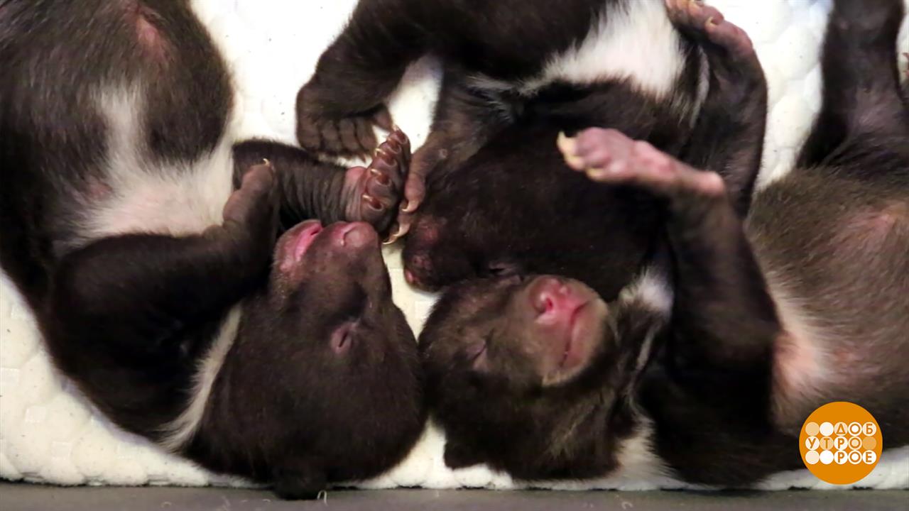 Мишки. Еще маленькие. Но скоро подрастут... Доброе утро. Фрагмент выпуска от 06.02.2026 смотреть онлайн