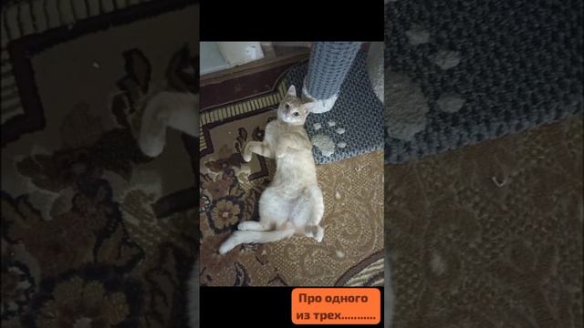 «Живёт с матерью- отцом». Судьба одного из трёх.