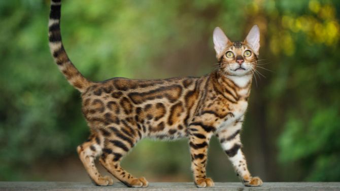 Бенгальская кошка смотреть онлайн