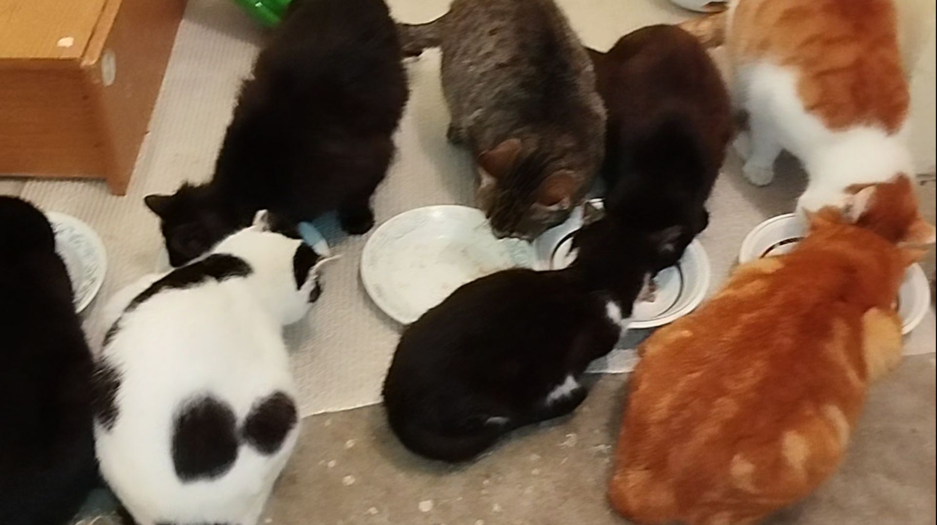 Что мы кушали? 🥣🐱😺😺 Посмотрите узнаете! 🐱