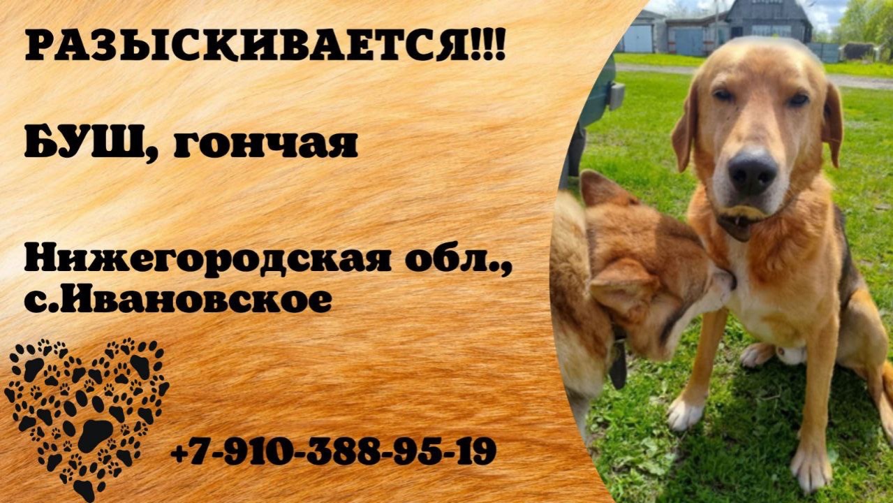Пропала собака! БУШ, гончая. Нижегородская обл., с.Ивановское.