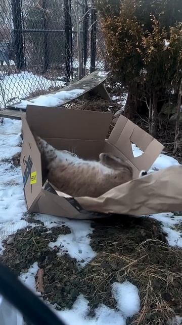 Автор видео: rawr_sanctuary