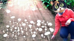 КАК ВЫРАСТИТЬ ГРИБЫ У СЕБЯ ПОД ДОМОМ! ЭКСПЕРИМЕНТ.