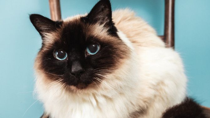 Бирманская кошка смотреть онлайн