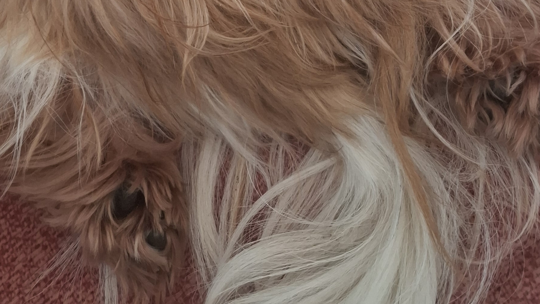 Сосиска🤣🌭