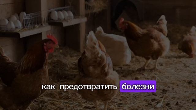 Ответы на все вопросы про кур 🐔 Спокойный опыт, содержание и яйценоскость без химии
