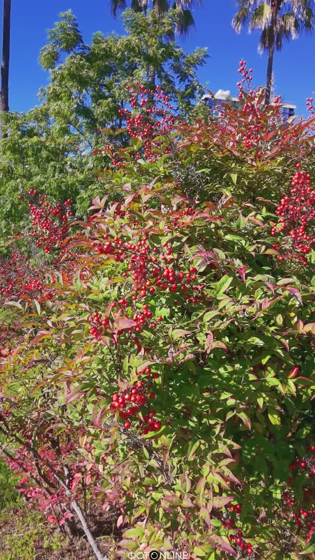 Сочинский Дендрарий. Осень 2025