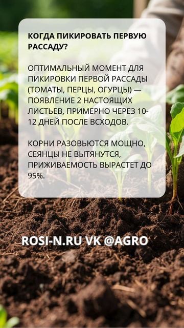 Когда пикировать первую рассаду? смотреть онлайн
