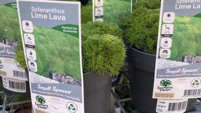 🪴ЦЕНЫ НА РАСТЕНИЯ ДЛЯ САДА И ДОМА ( Me & Australia)