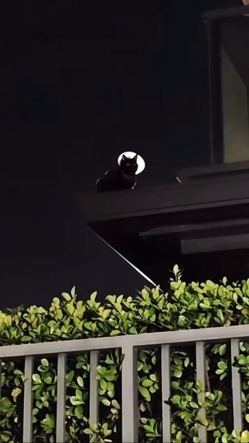 лунный кот лунный кот