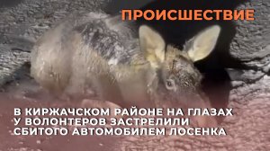 В Киржачском районе на глазах у волонтеров застрелили сбитого автомобилем лосенка