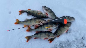 Зимняя рыбалка на окуня  балансир Ладога