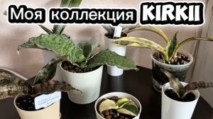 Сорта Кирки в моей коллекции/ Kirki varieties in my collection