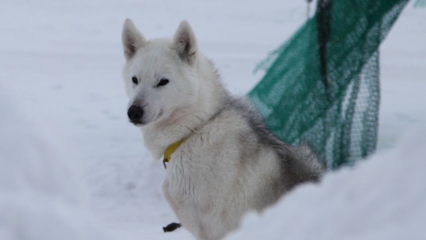 Пушистый репортаж: в Гренландии ездовая собака украла камеру у американских журналистов смотреть онлайн