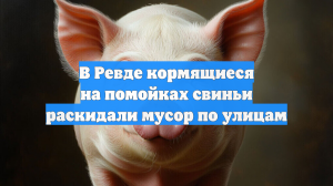 В Ревде кормящиеся на помойках свиньи раскидали мусор по улицам