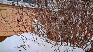 Жителей Тверской области приглашают поучаствовать в акции "Всероссийская перепись воробьёв"