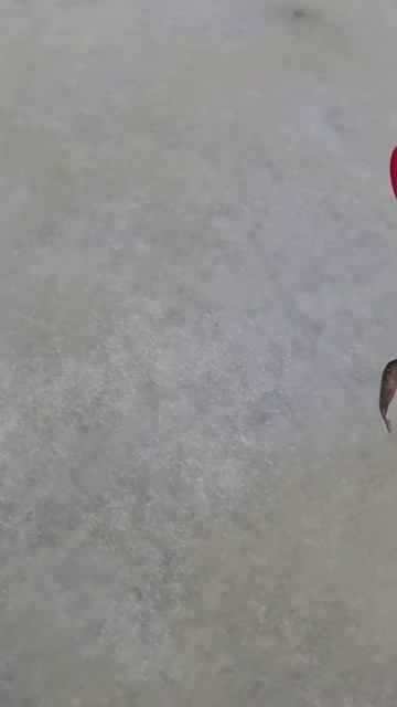 Самый мелкий окунек сезона! Рыбалка на озерах в конце 2025! Как же он на блесну позарился…