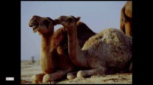 «Азиатские Дансеры [demo]» Ольга С, Композитор Вячеслав Казарин | “Asian Dancers” Composer V.Kazarin