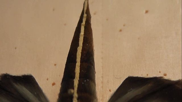 БРАЖНИКИ: 682. Elibia linigera