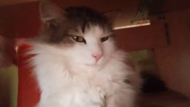 милый котик смотреть онлайн